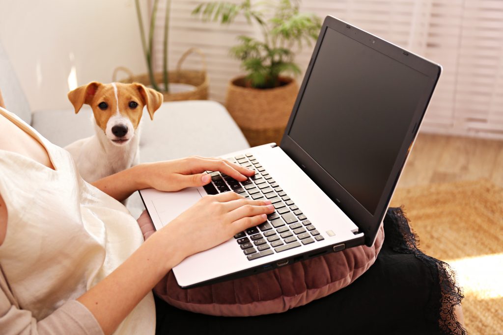 Close up shot of young woman working remotely from home on laptop, sitting on the couch in living room with her jack russell terrier puppy. Lofty interior design. Copy space, background.