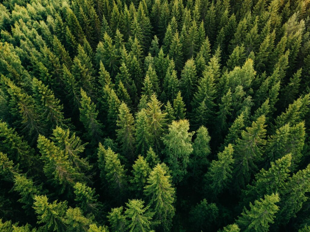 Aerial top view of summer green trees representing net-zero and carbon capture