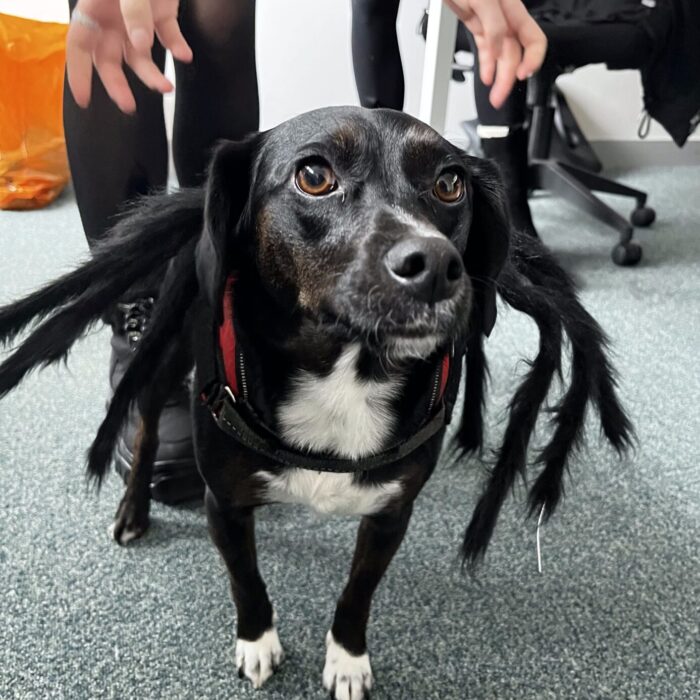 Hope dressed as a spider