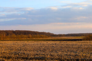 field of dry crops at sunset representing driest july since records began
