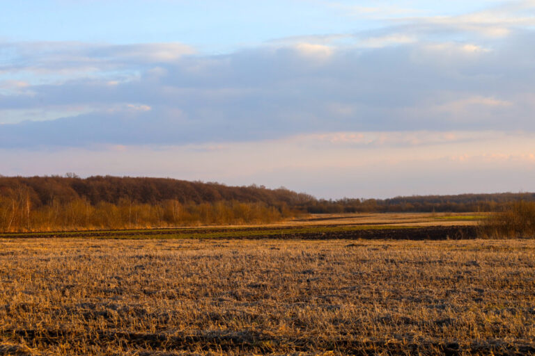 field of dry crops at sunset representing driest july since records began